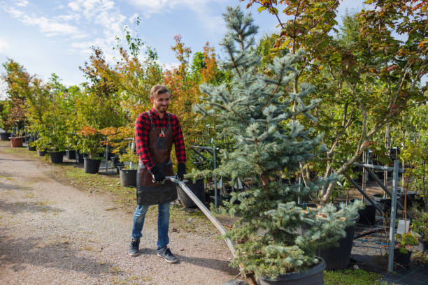 How Our Tree Care Process Works  in Watertown, TN